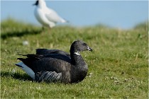 Texel 16-04-21 0434   Photos ACG 2016