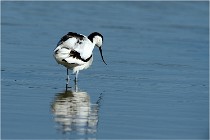 Texel 16-04-21 0448   Photos ACG 2016