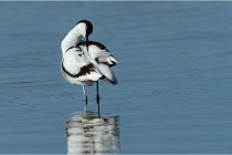 Texel 16-04-21 0449   Photos ACG 2016