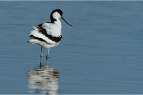 Texel 16-04-21 0451   Photos ACG 2016