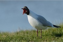 Texel 16-04-21 0453   Photos ACG 2016