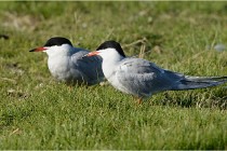 Texel 16-04-21 0457   Photos ACG 2016