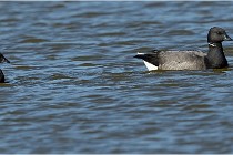 Texel 16-04-21 0459   Photos ACG 2016