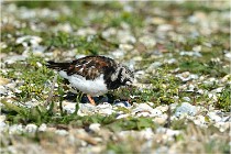 Texel 16-04-21 0462   Photos ACG 2016