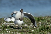 Texel 16-04-21 0467   Photos ACG 2016