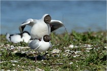 Texel 16-04-21 0476   Photos ACG 2016