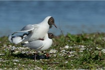 Texel 16-04-21 0479   Photos ACG 2016