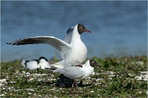 Texel 16-04-21 0480   Photos ACG 2016