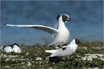 Texel 16-04-21 0481   Photos ACG 2016