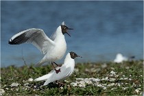 Texel 16-04-21 0482   Photos ACG 2016