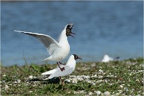 Texel 16-04-21 0483   Photos ACG 2016
