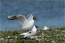 Texel 16-04-21 0484   Photos ACG 2016