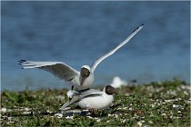 Texel 16-04-21 0485   Photos ACG 2016