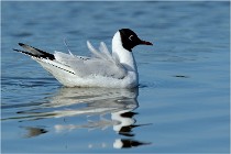Texel 16-04-21 0486   Photos ACG 2016