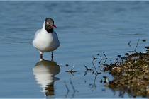 Texel 16-04-21 0488   Photos ACG 2016