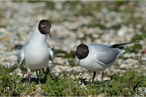 Texel 16-04-21 0493   Photos ACG 2016