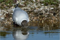 Texel 16-04-21 0494   Photos ACG 2016