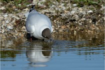 Texel 16-04-21 0496   Photos ACG 2016