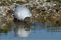 Texel 16-04-21 0497   Photos ACG 2016