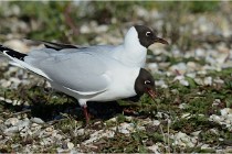 Texel 16-04-21 0500   Photos ACG 2016