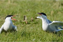 Texel 16-04-21 0504   Photos ACG 2016