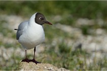 Texel 16-04-21 0518   Photos ACG 2016
