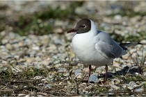 Texel 16-04-21 0522   Photos ACG 2016