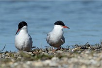 Texel 16-04-21 0523   Photos ACG 2016