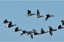 Texel 16-04-21 0525   Photos ACG 2016