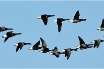 Texel 16-04-21 0526   Photos ACG 2016