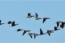 Texel 16-04-21 0527   Photos ACG 2016