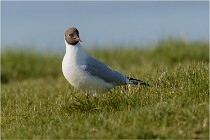 Texel 16-04-21 0532   Photos ACG 2016