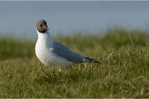 Texel 16-04-21 0533   Photos ACG 2016