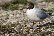 Texel 16-04-21 0534   Photos ACG 2016