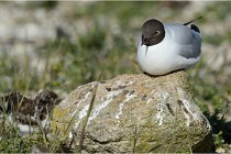 Texel 16-04-21 0537   Photos ACG 2016