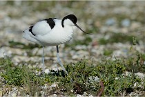 Texel 16-04-21 0539   Photos ACG 2016