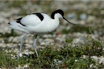 Texel 16-04-21 0540   Photos ACG 2016