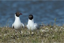 Texel 16-04-21 0543   Photos ACG 2016