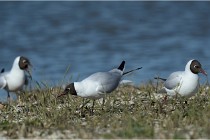 Texel 16-04-21 0544   Photos ACG 2016
