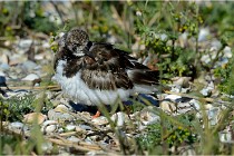 Texel 16-04-21 0548   Photos ACG 2016