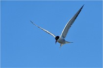 Texel 16-04-21 0550   Photos ACG 2016