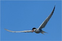Texel 16-04-21 0551   Photos ACG 2016