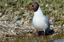 Texel 16-04-21 0552   Photos ACG 2016