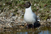 Texel 16-04-21 0553   Photos ACG 2016