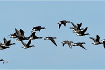 Texel 16-04-21 0555   Photos ACG 2016