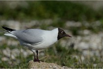 Texel 16-04-21 0562   Photos ACG 2016