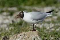Texel 16-04-21 0563   Photos ACG 2016
