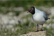 Texel 16-04-21 0573   Photos ACG 2016