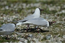 Texel 16-04-21 0580   Photos ACG 2016