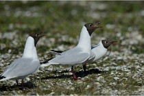 Texel 16-04-21 0582   Photos ACG 2016